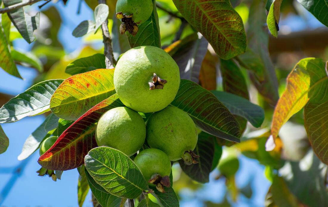 Guava: A Tropical Fruit with Many Health Benefits