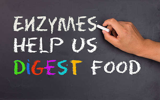 What are Enzymes, and Why Do They Matter